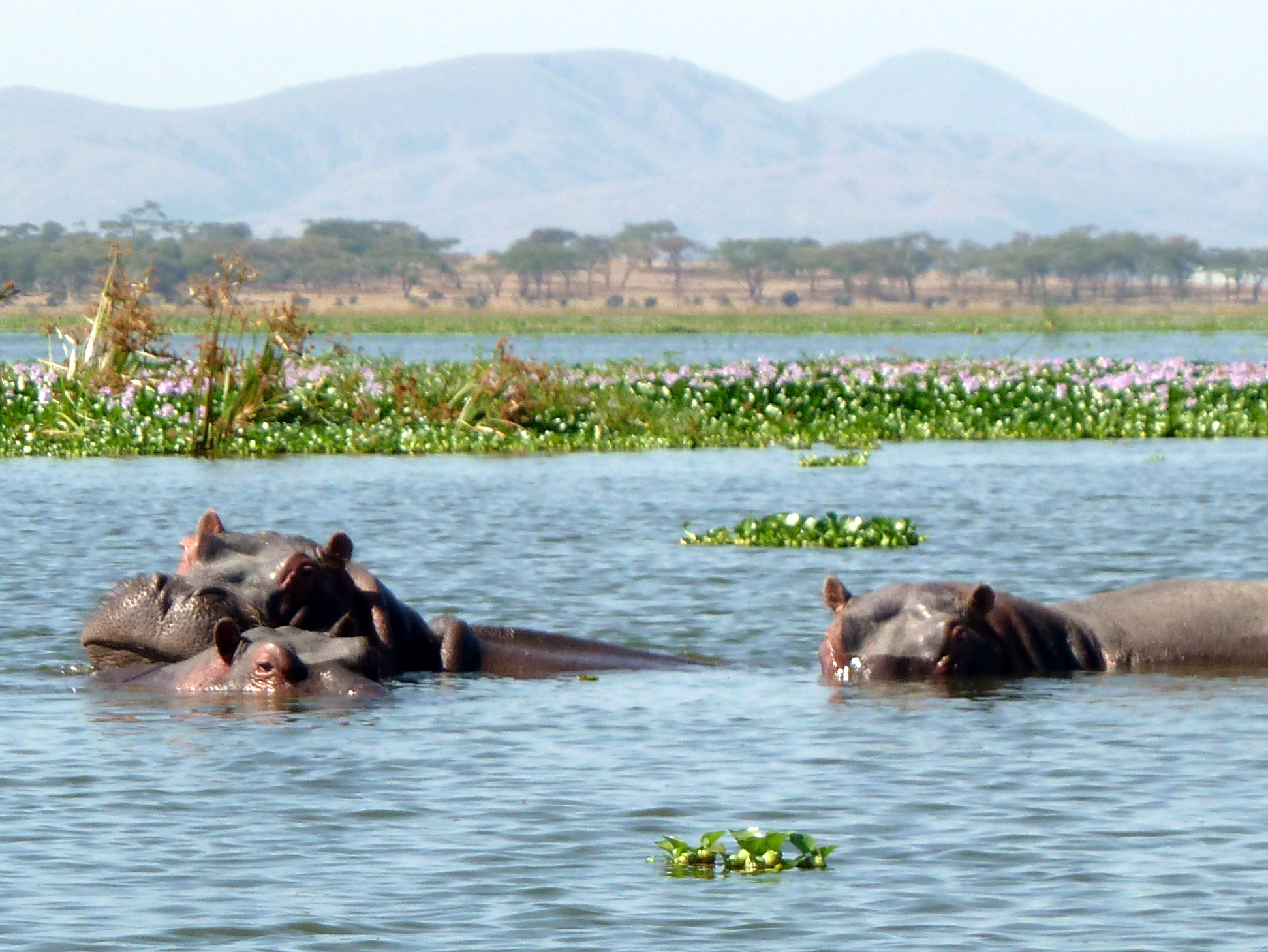 Day Trip to Lake Naivasha — Nairobi